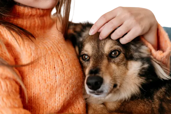 Mains caressant un chien pour illustrer la garde d'animaux